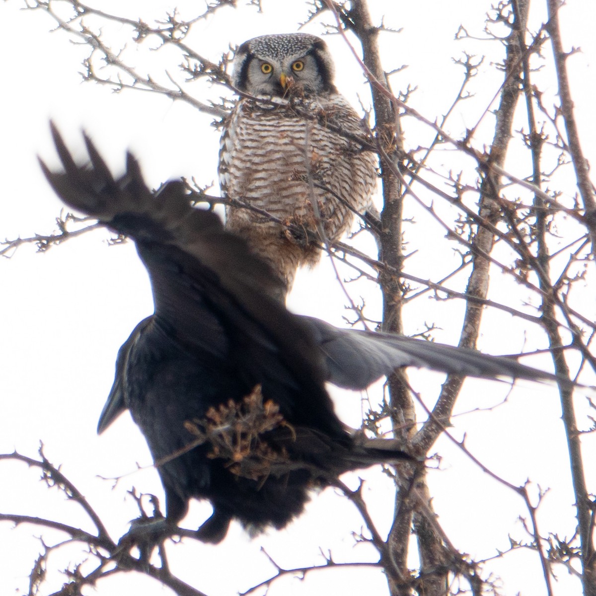 Northern Hawk Owl - ML616444489