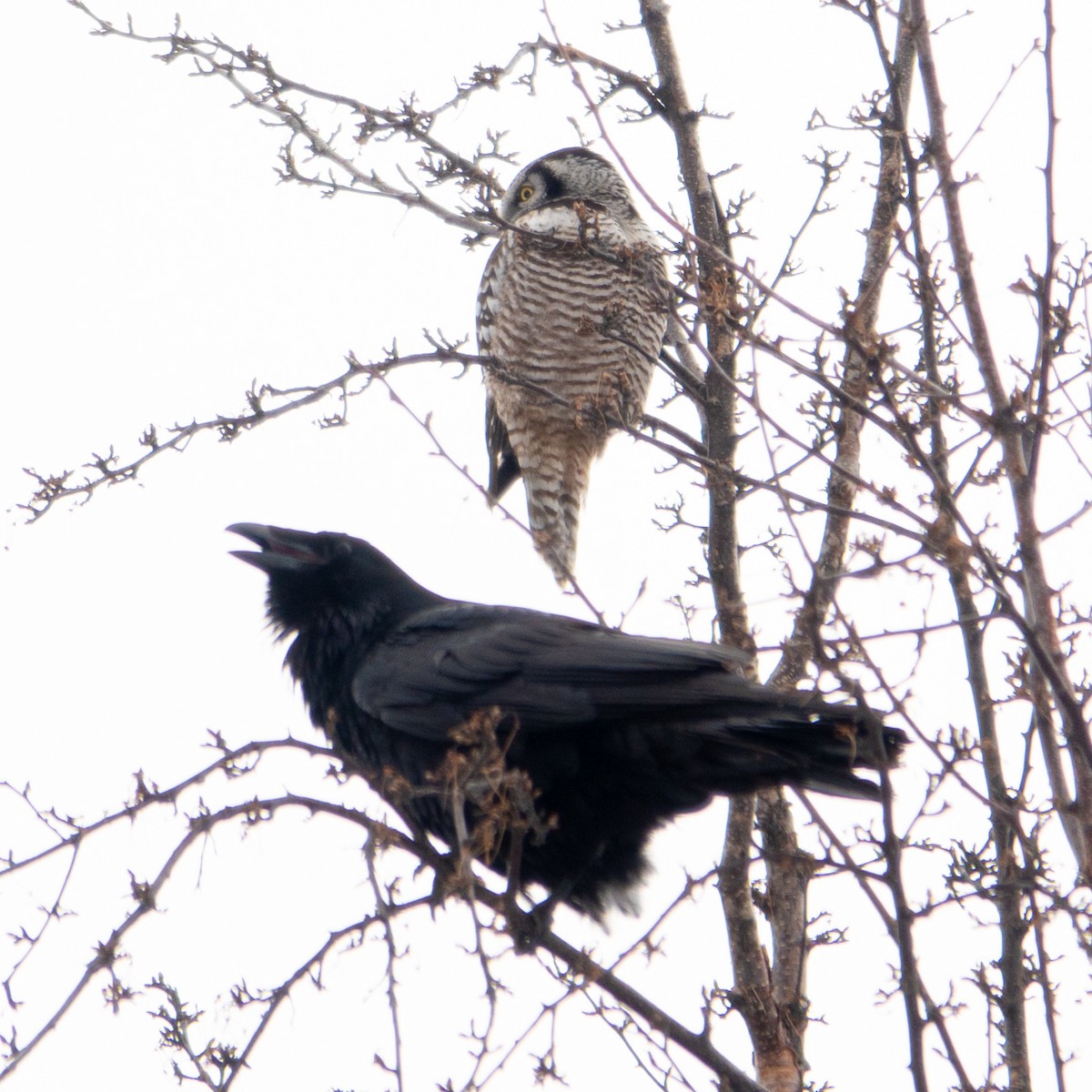 Northern Hawk Owl - ML616444492