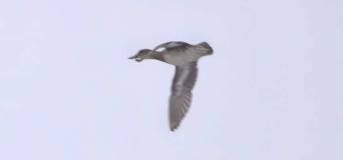 Gadwall (Common) - ML616444500