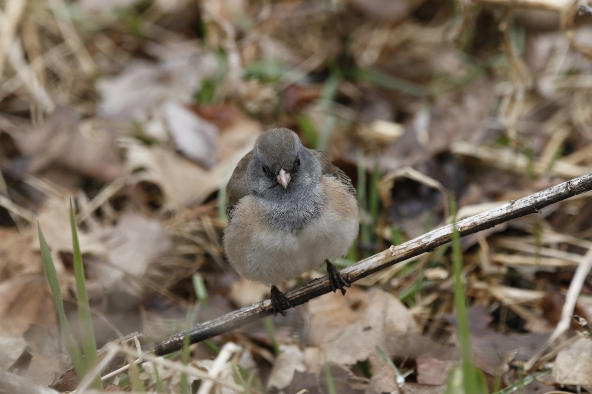 Dark-eyed Junco - ML616444502