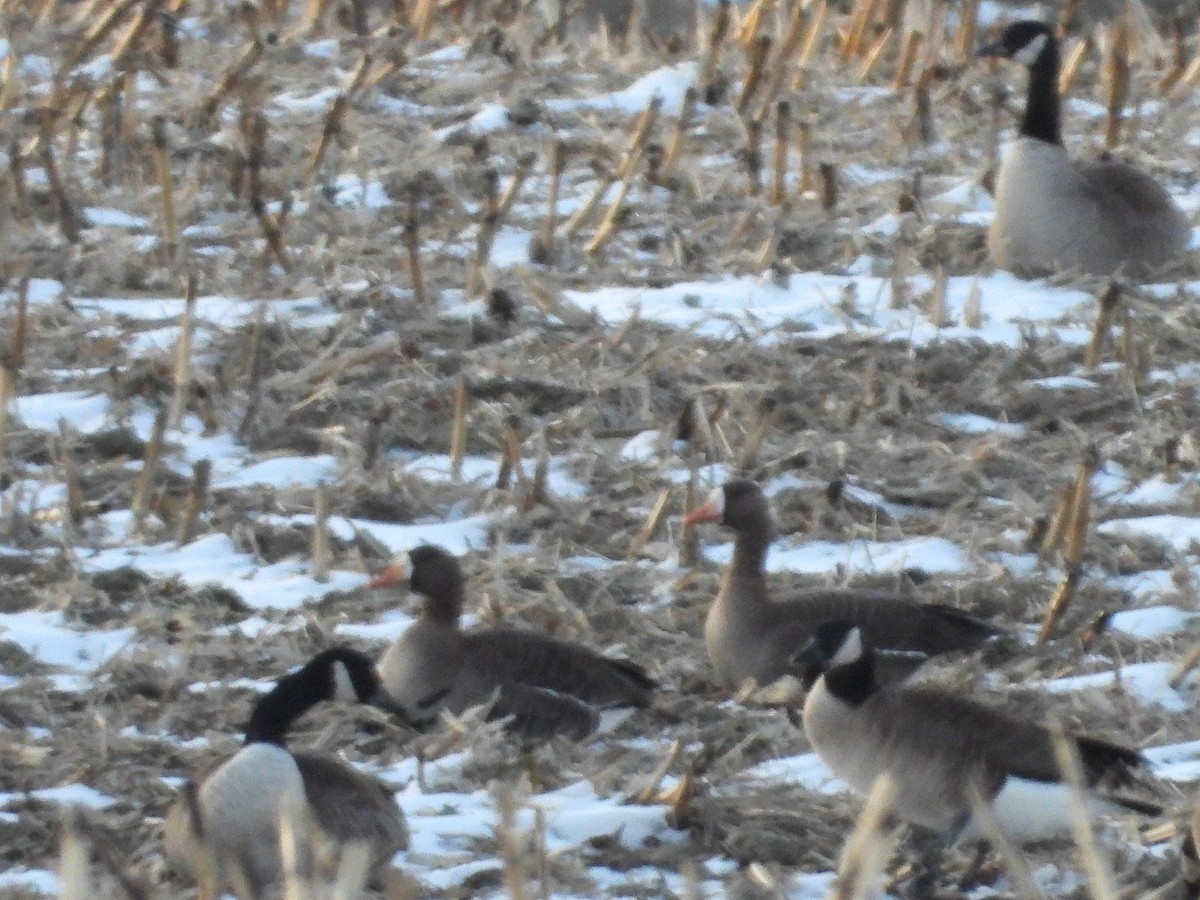 Greater White-fronted Goose - Francois Bourret