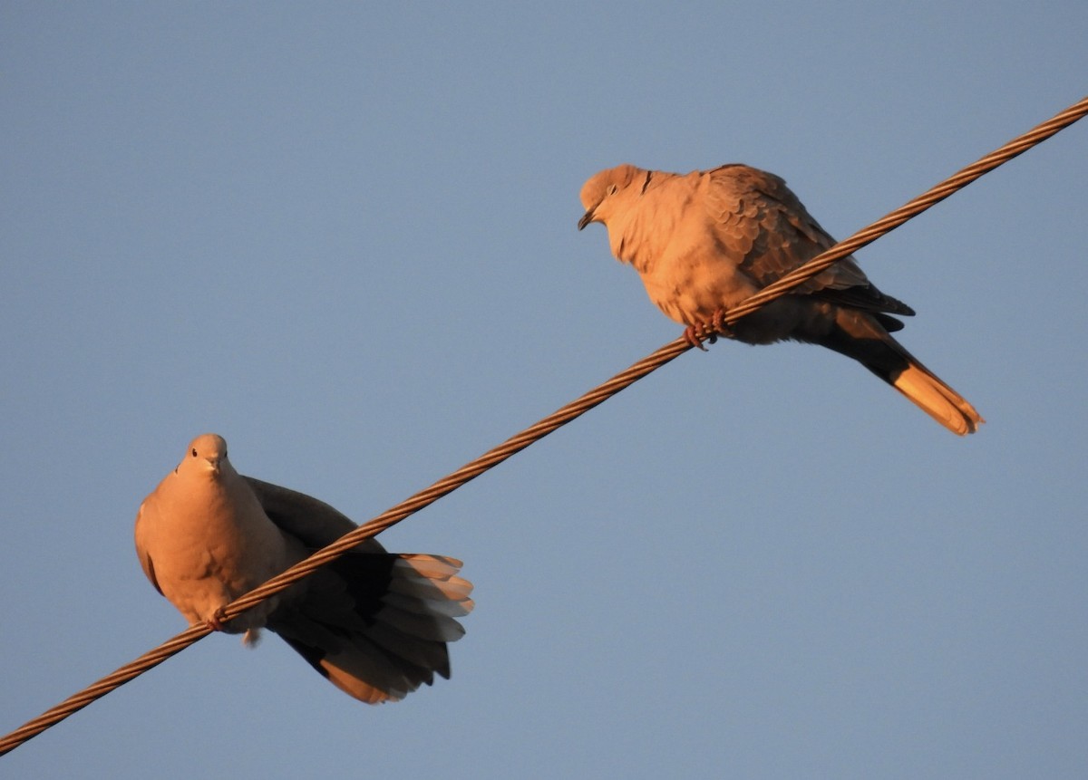 Eurasian Collared-Dove - ML616444559