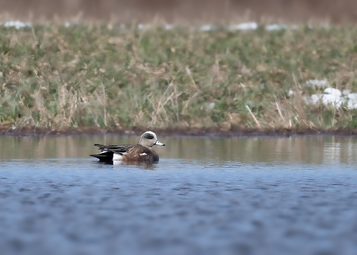 American Wigeon - ML616444630