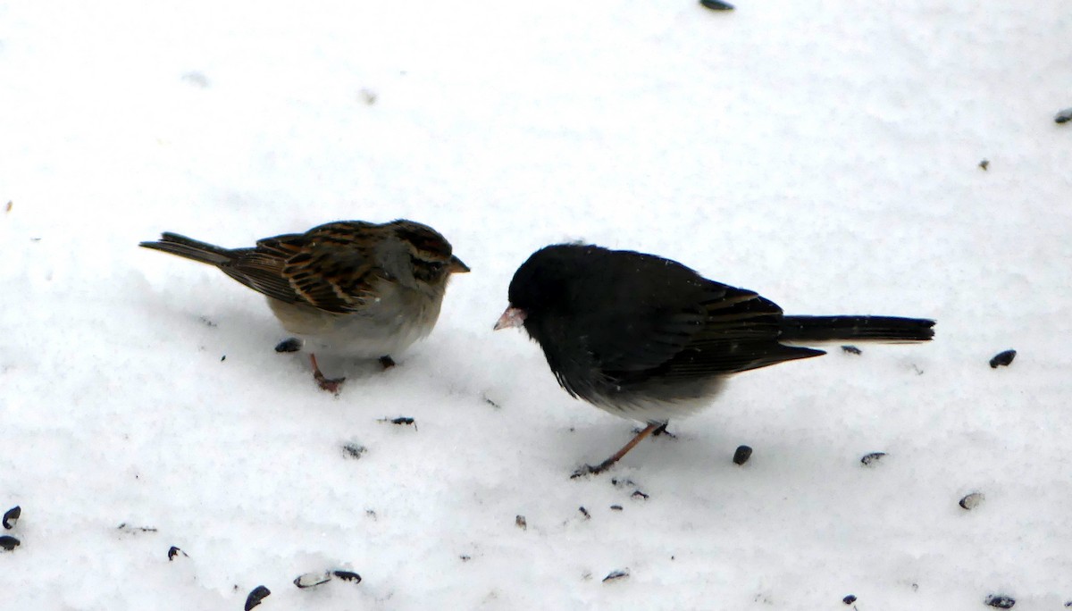 Chipping Sparrow - ML616444635