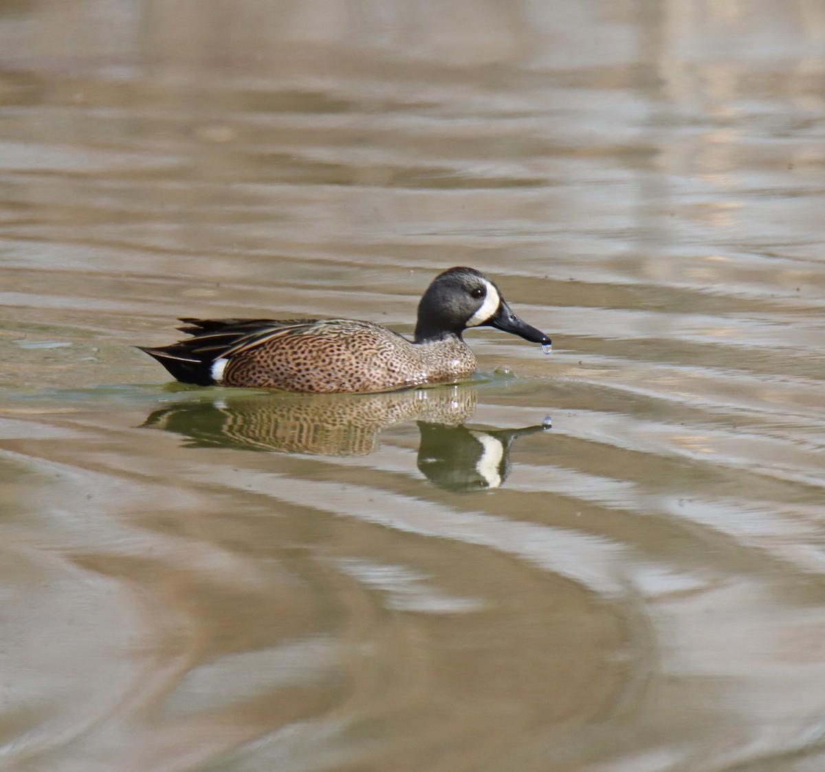Blue-winged Teal - ML616444666