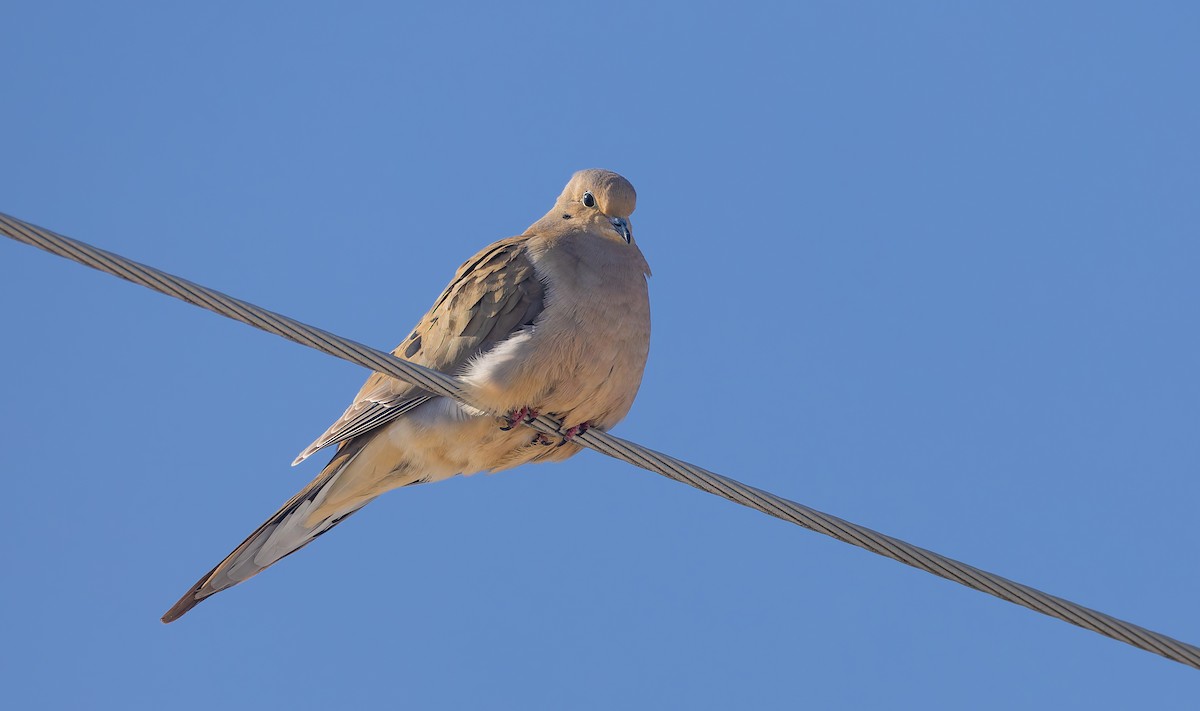 Mourning Dove - ML616444723