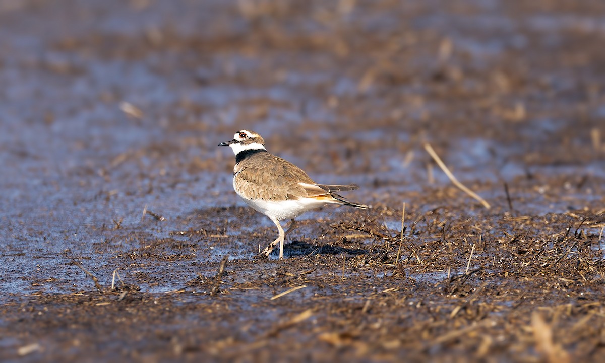 Killdeer - ML616444726