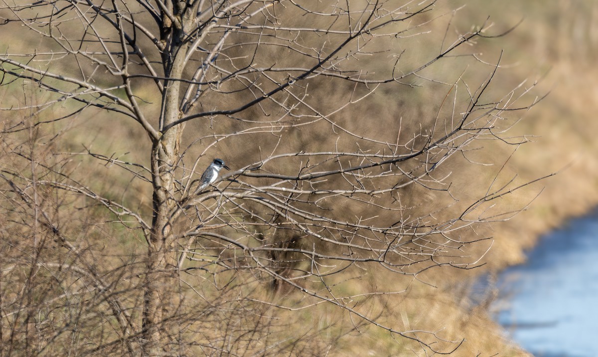 Belted Kingfisher - ML616444750