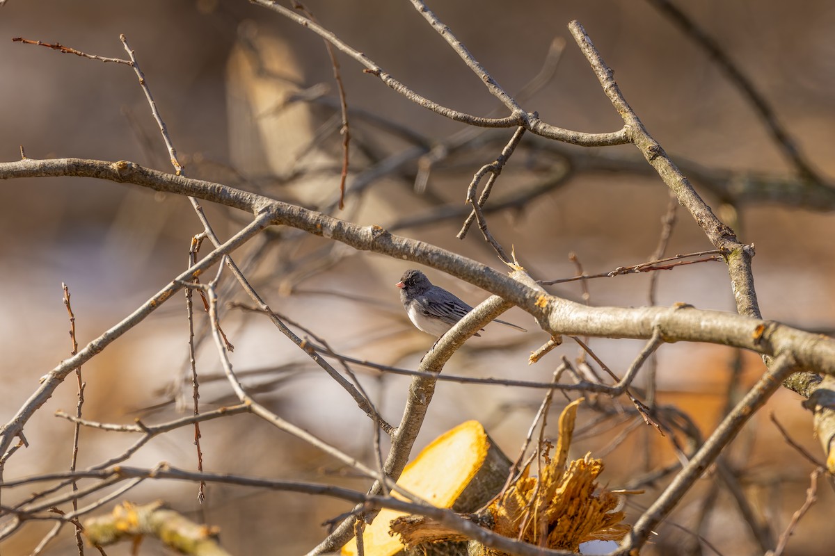 Dark-eyed Junco - ML616444816