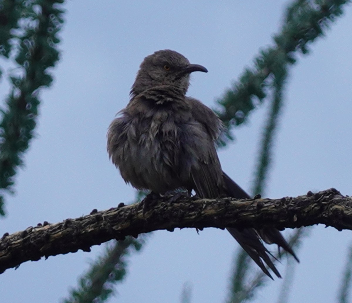 Curve-billed Thrasher - ML616444824