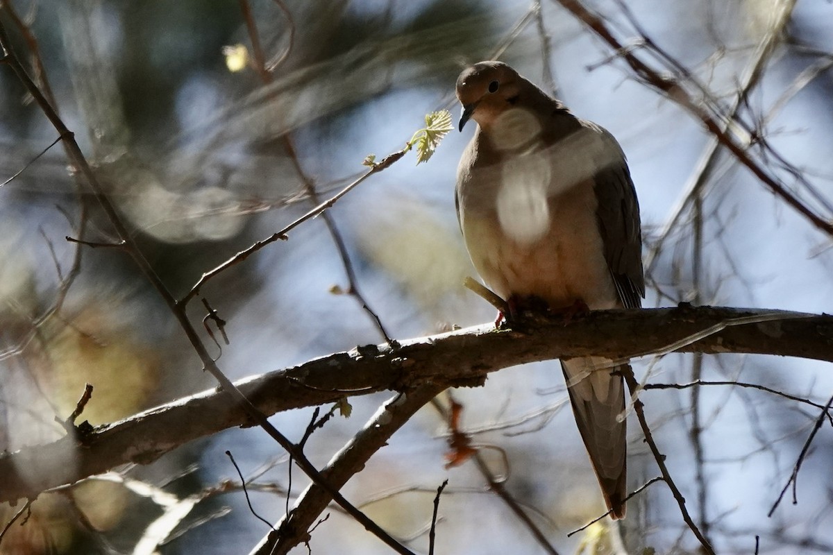 Mourning Dove - ML616444835