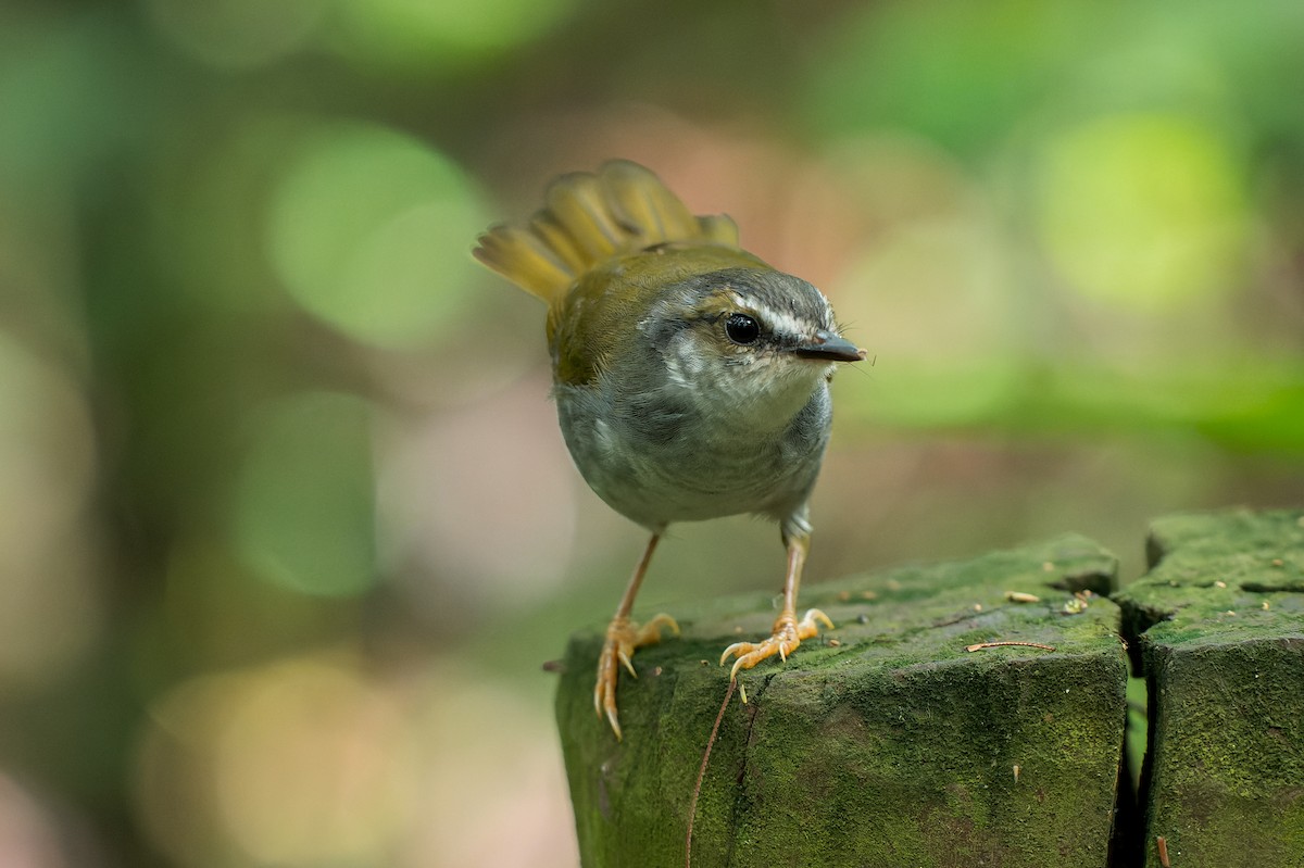 White-striped Warbler - ML616444841