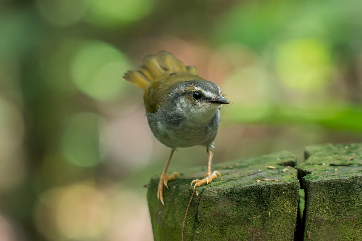 White-striped Warbler - ML616444842