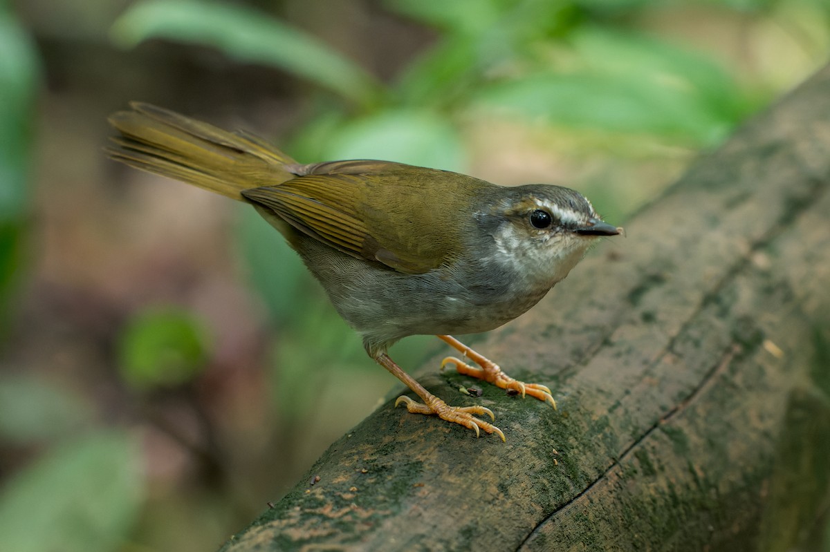 White-striped Warbler - ML616444844