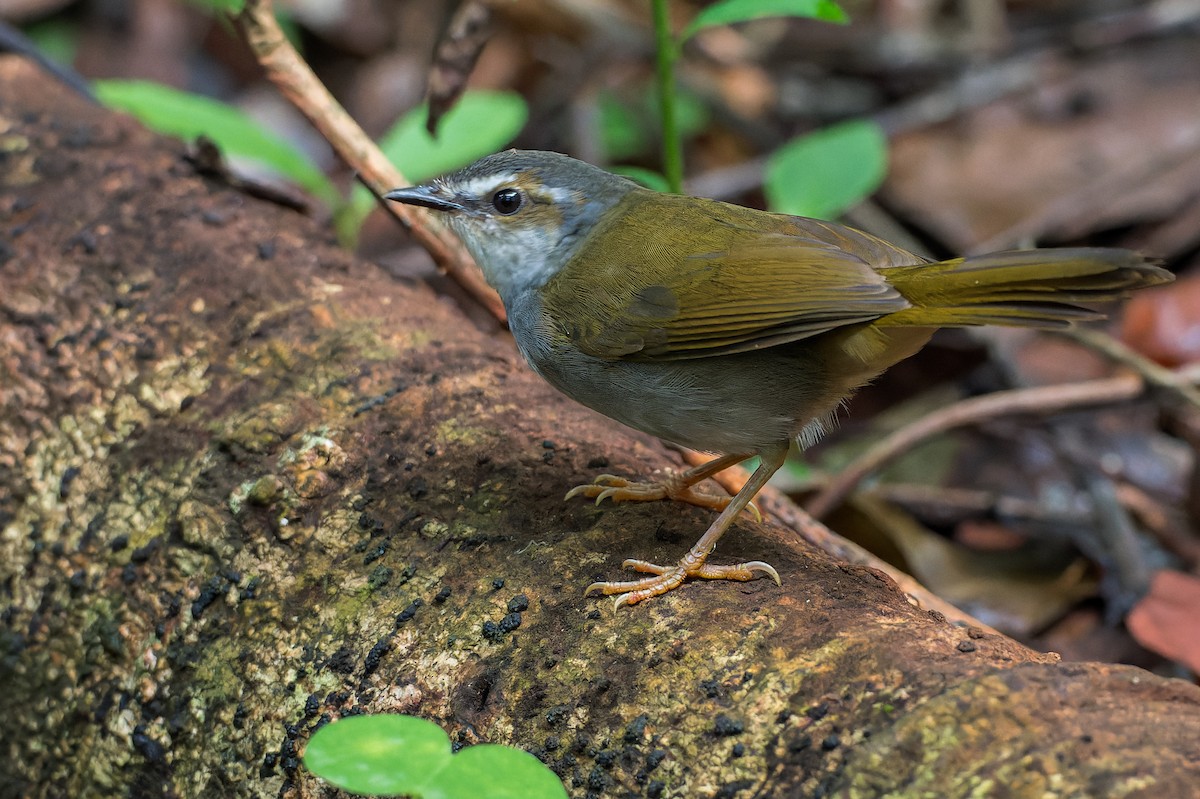 White-striped Warbler - ML616444845