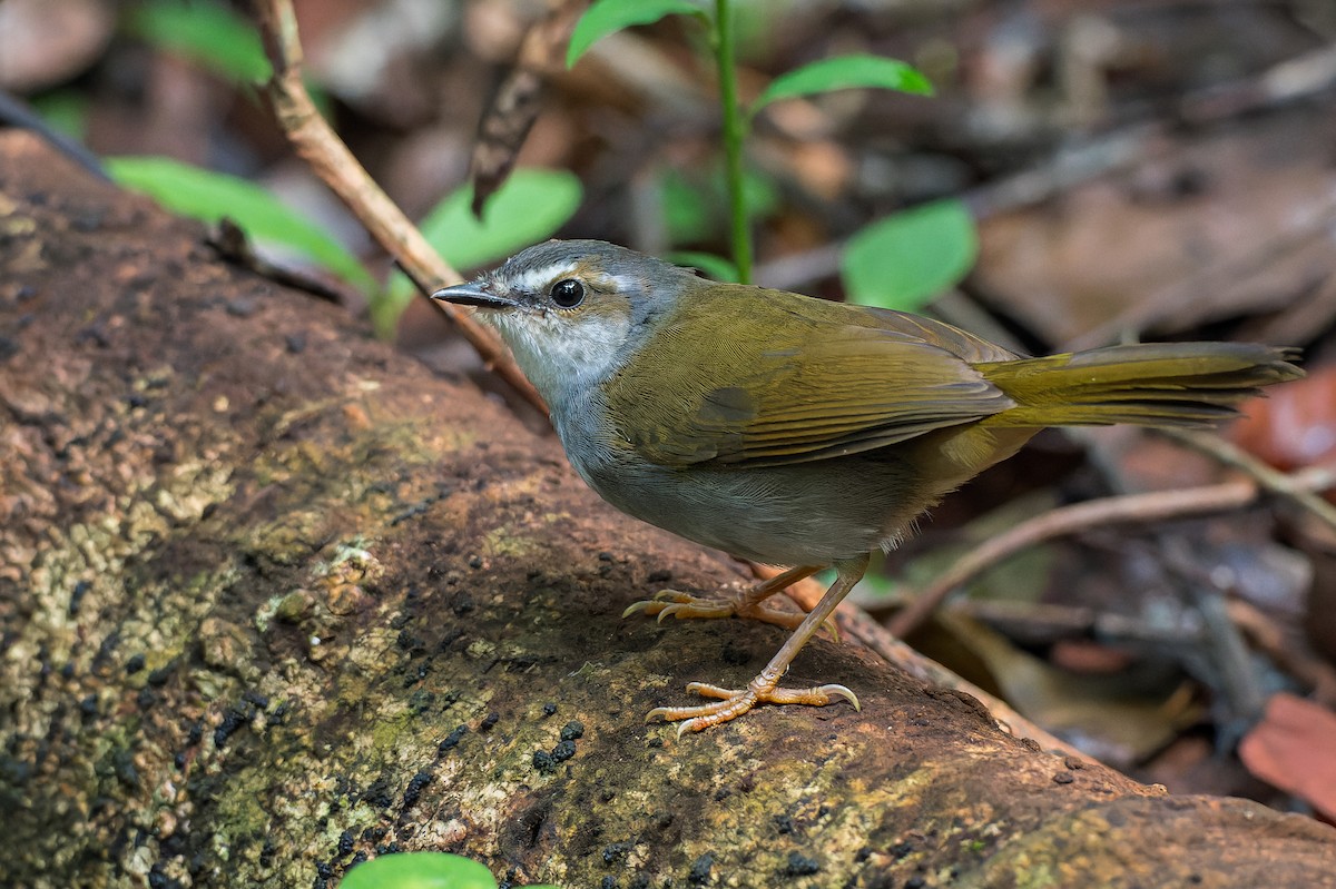 White-striped Warbler - ML616444846