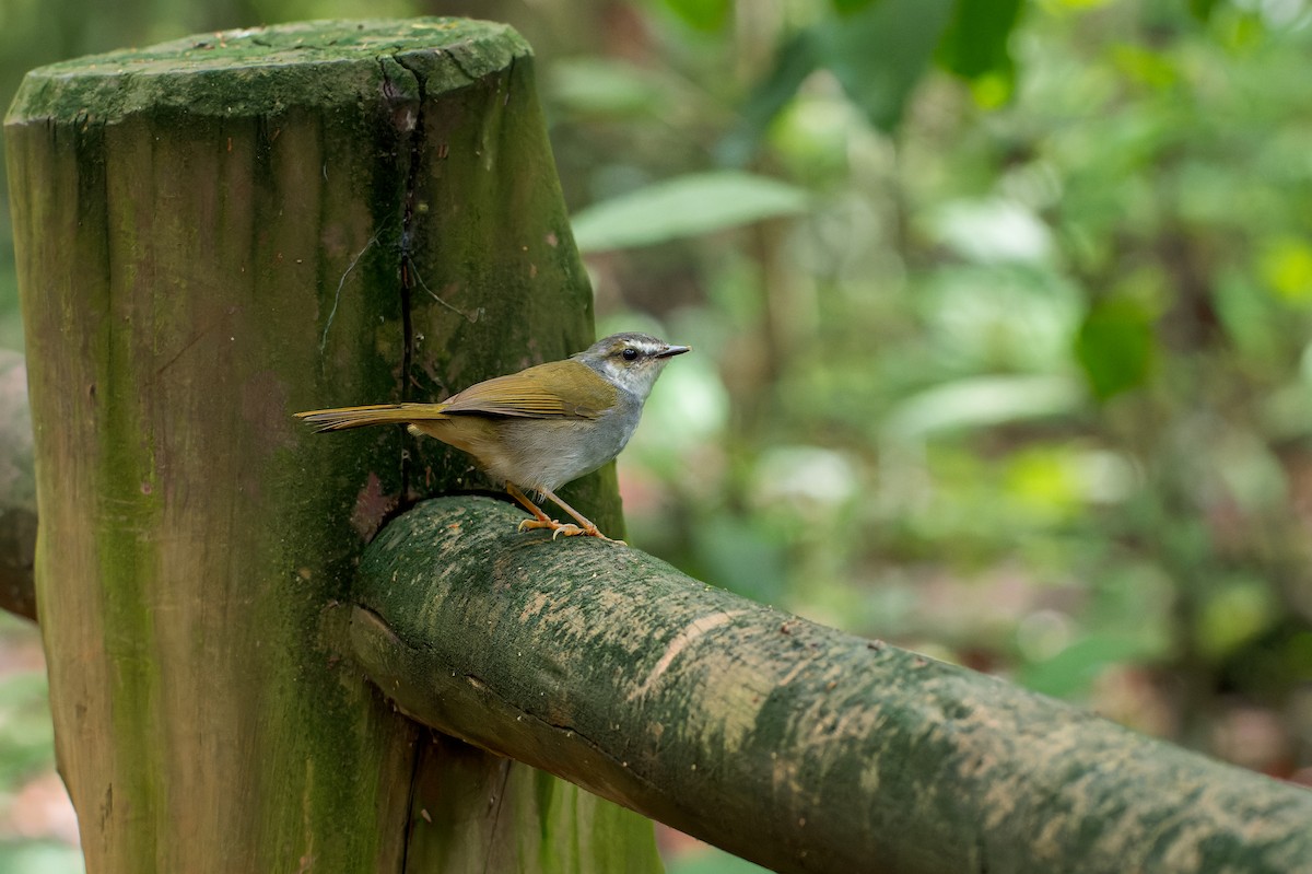 White-striped Warbler - ML616444848