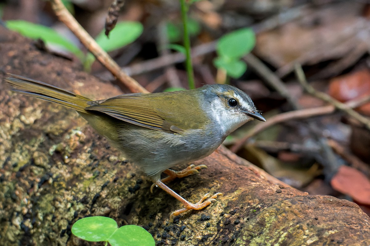 White-striped Warbler - ML616444849