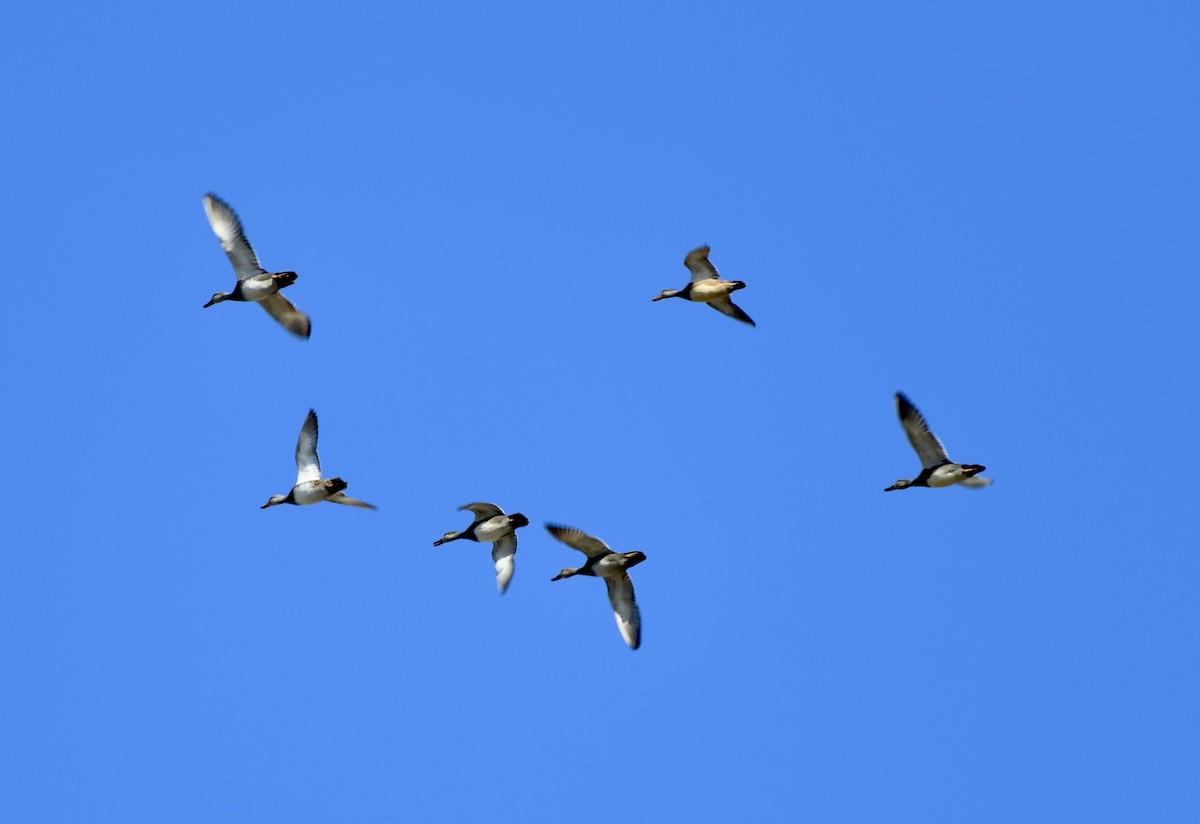 Gadwall - Charles Kollar