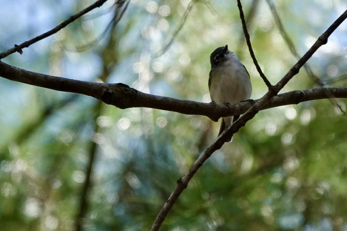 Blue-headed Vireo - ML616444876