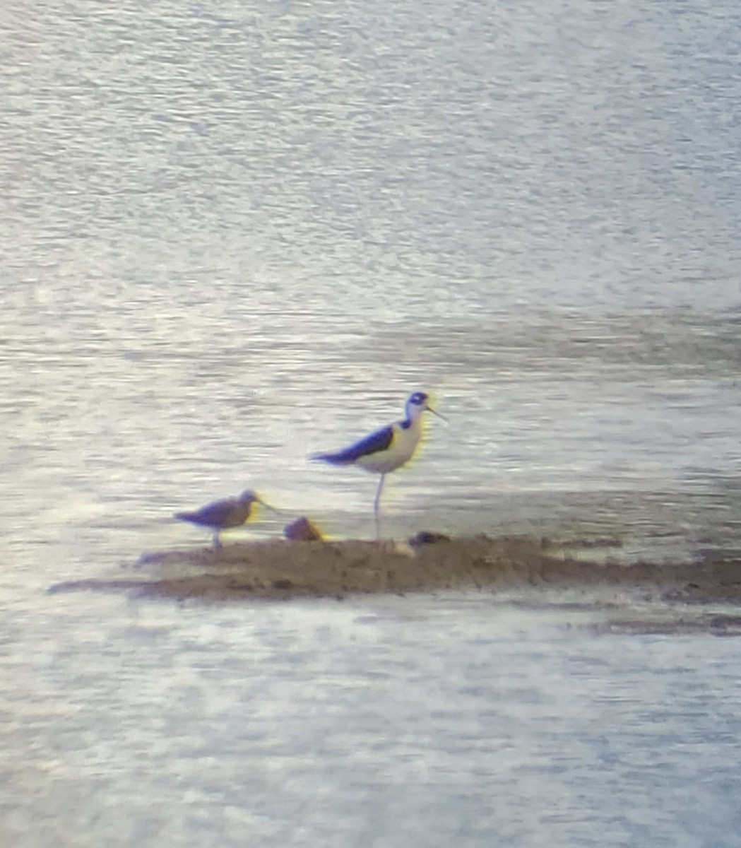 Black-necked Stilt - ML616444877