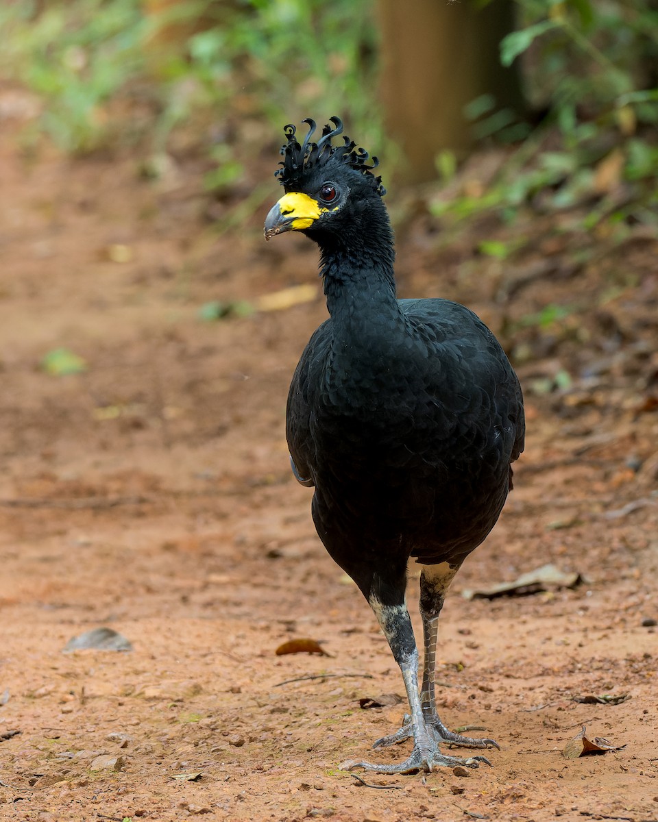 Bare-faced Curassow - Marcelo  Telles