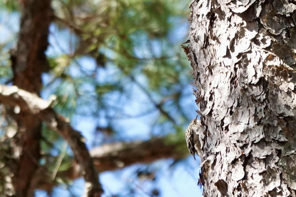 Brown Creeper - ML616444929