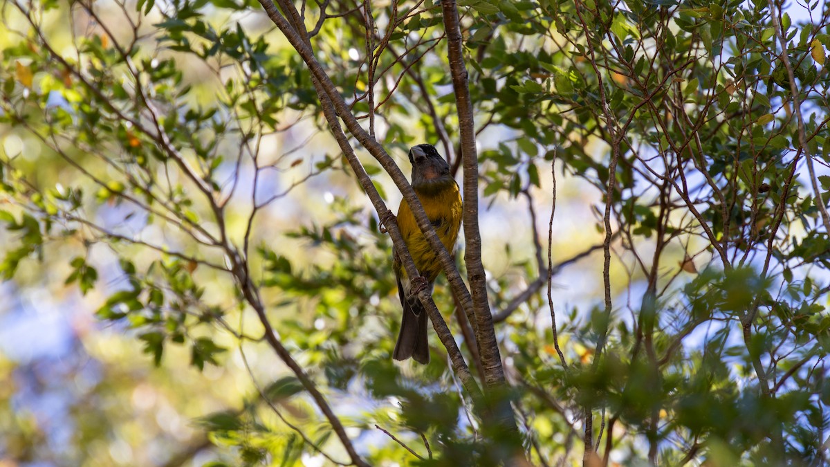 Patagonian Sierra Finch - ML616444952