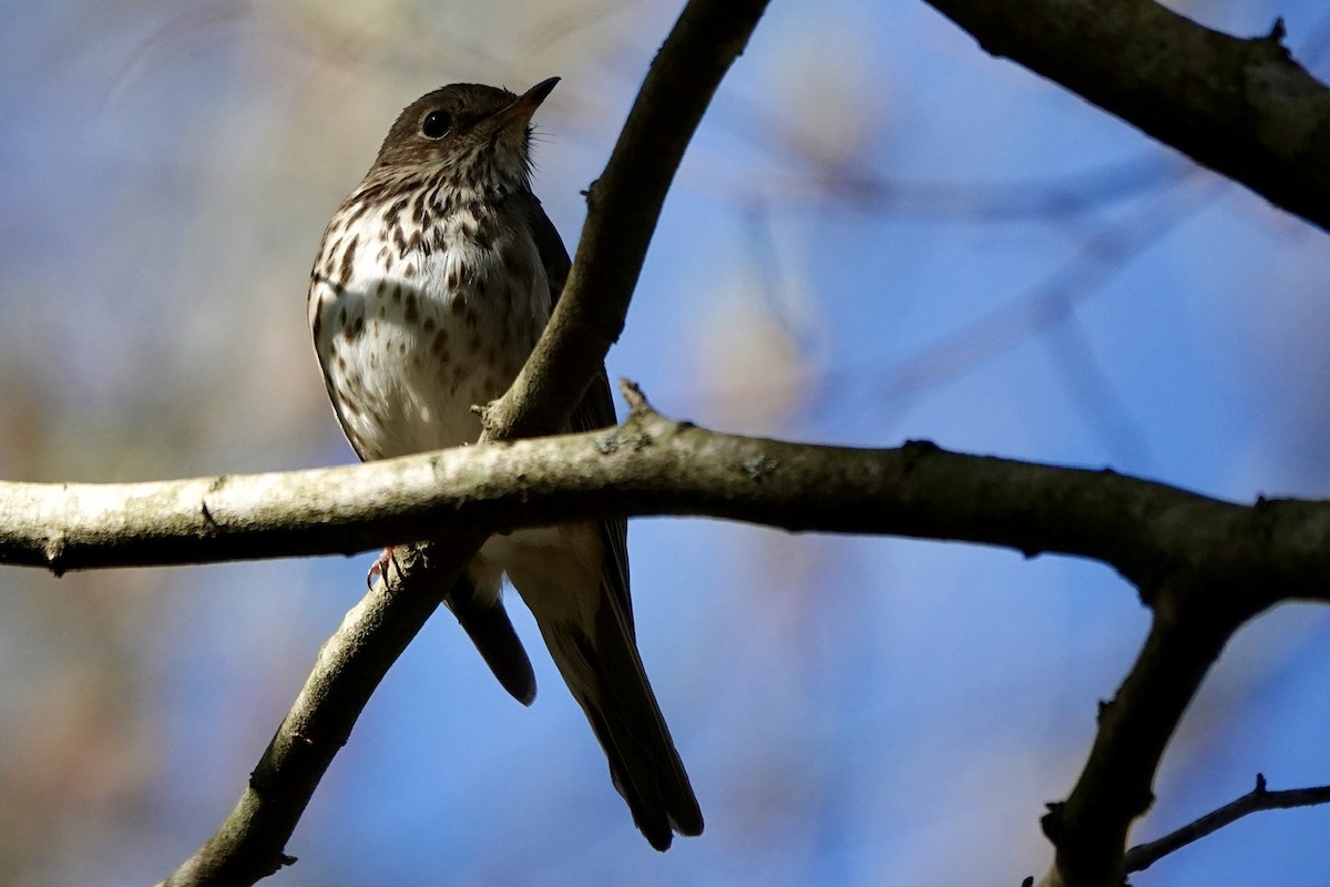 Hermit Thrush - ML616444956