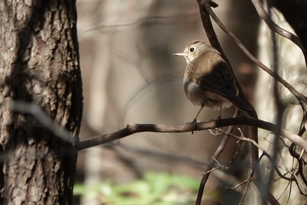 Hermit Thrush - ML616444957