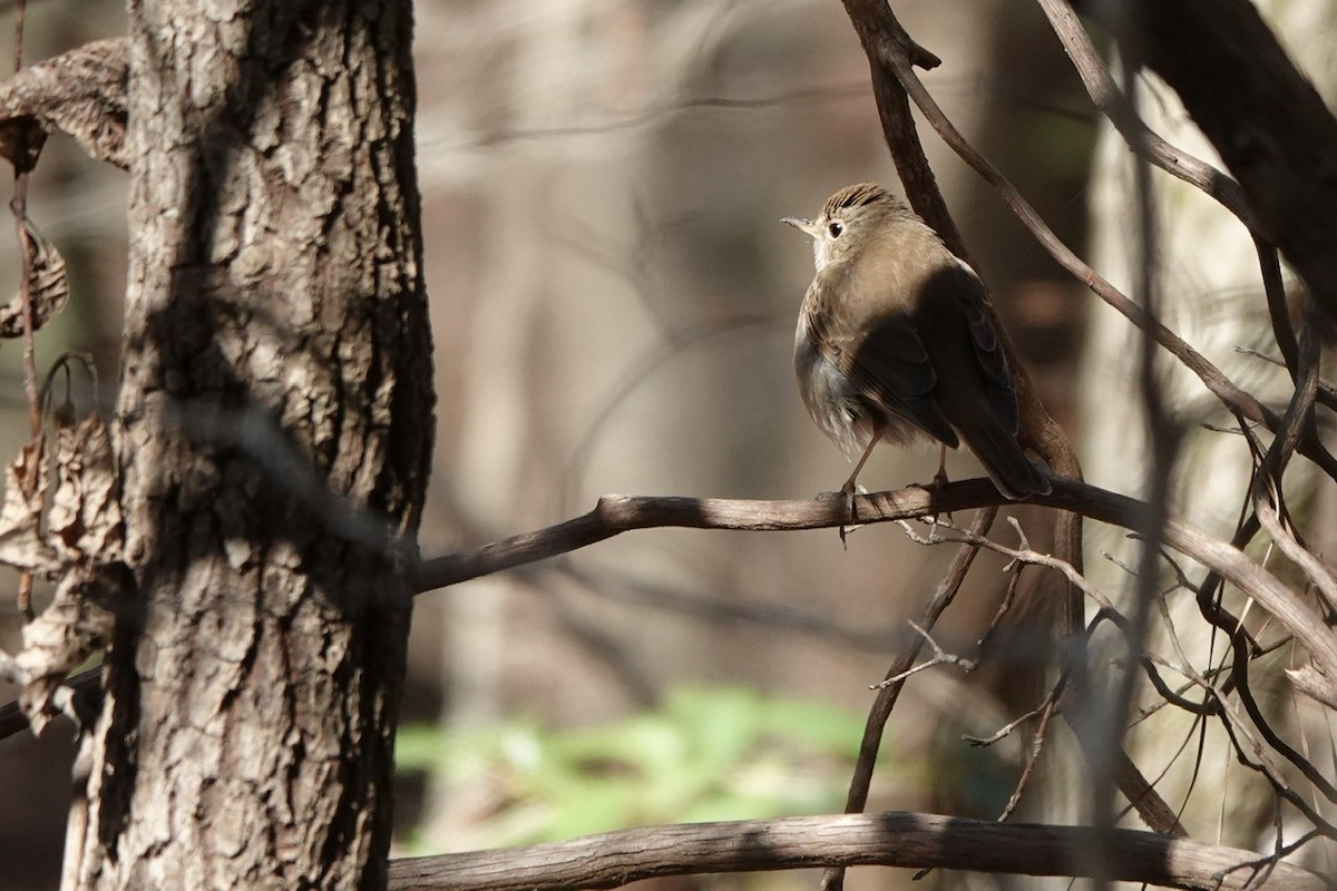 Hermit Thrush - ML616444958