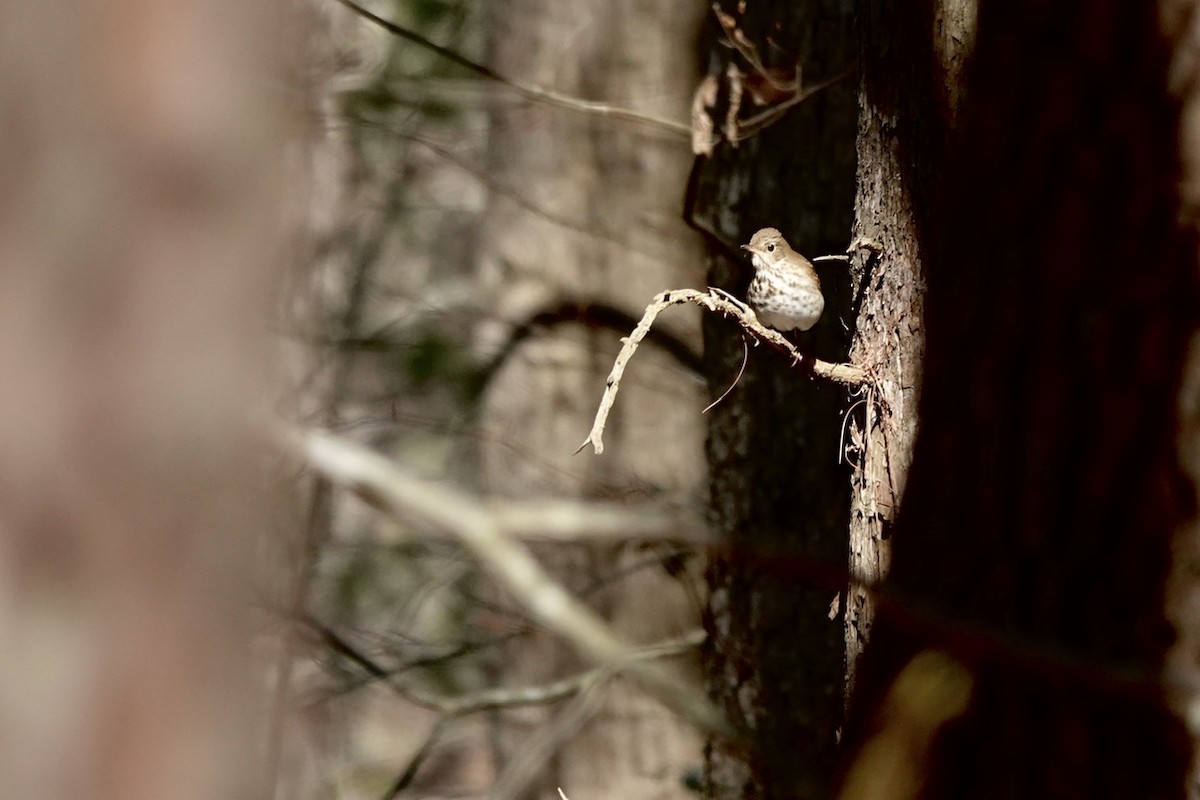 Hermit Thrush - ML616444959