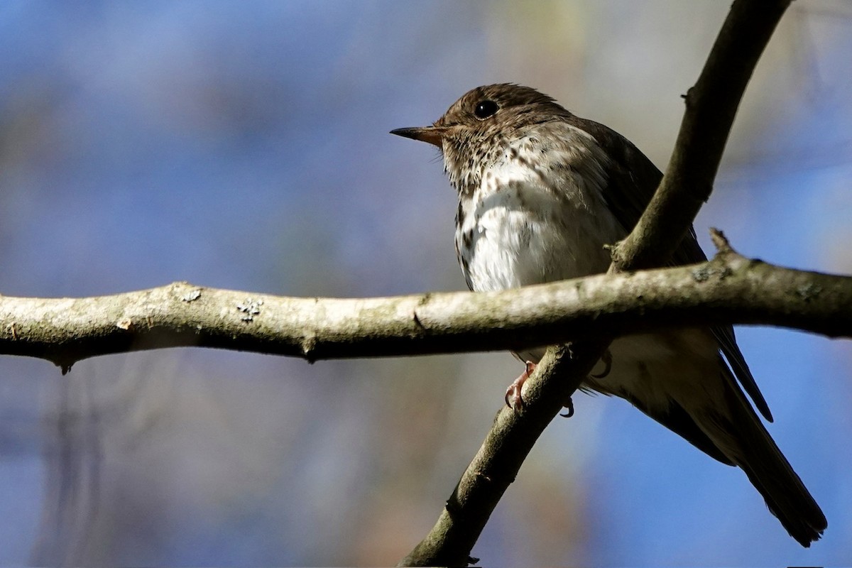 Hermit Thrush - ML616444960