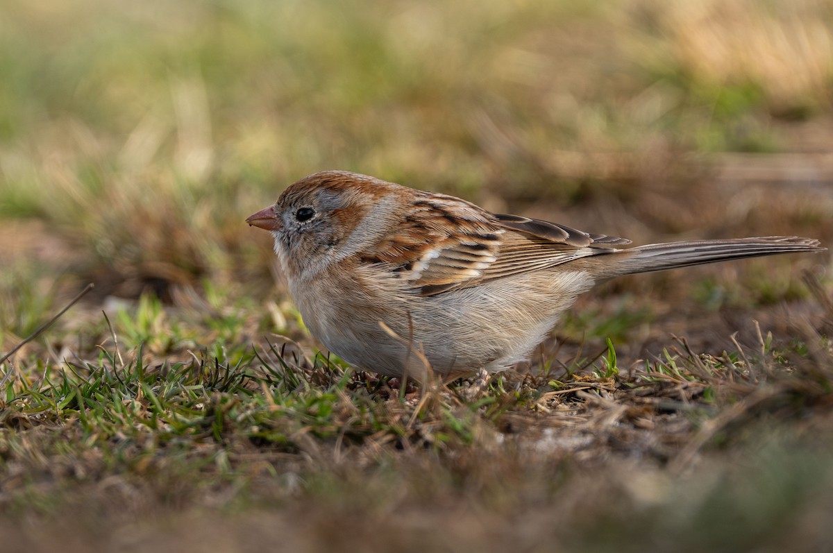 Field Sparrow - Henry Chiu