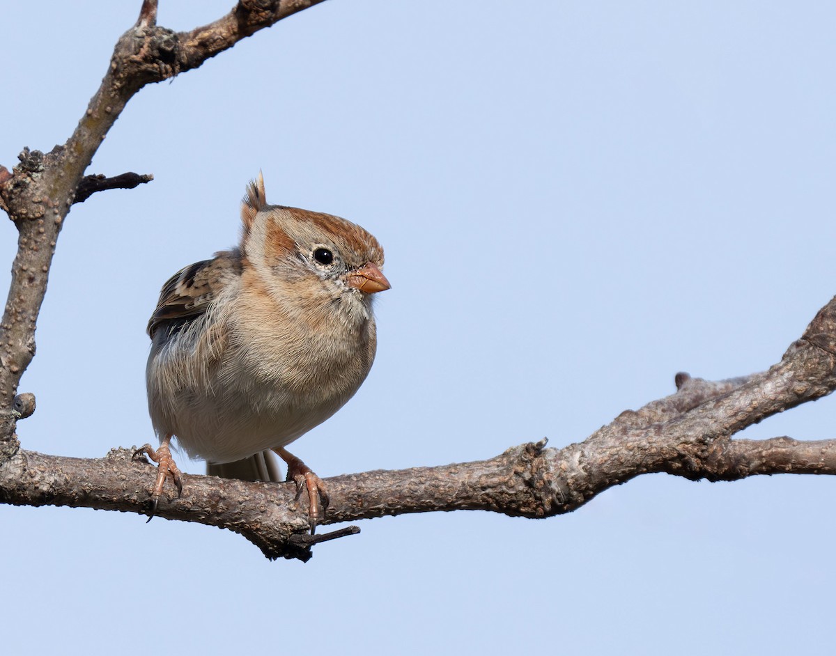 Field Sparrow - Henry Chiu