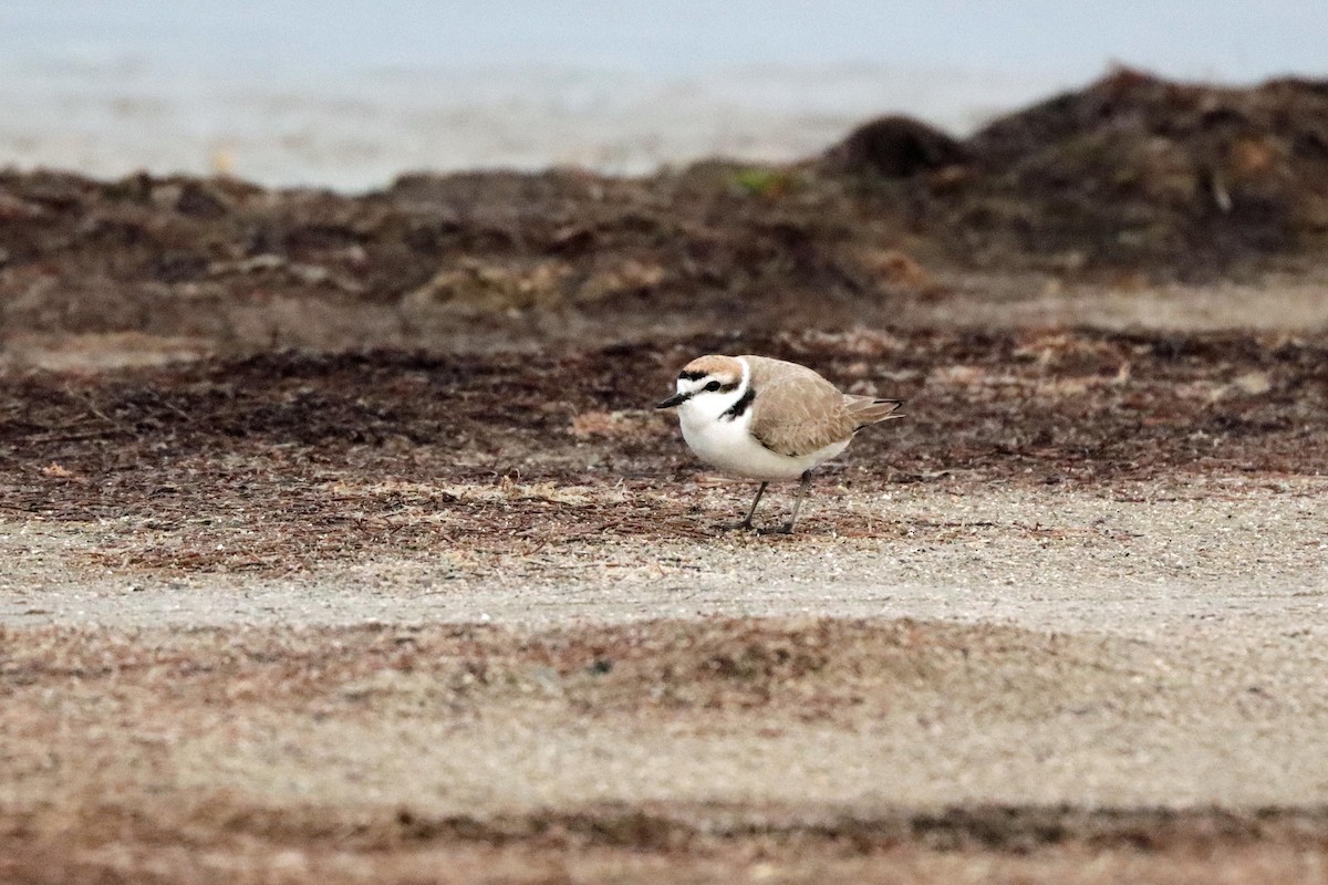 Snowy Plover - Cindy Krasniewicz