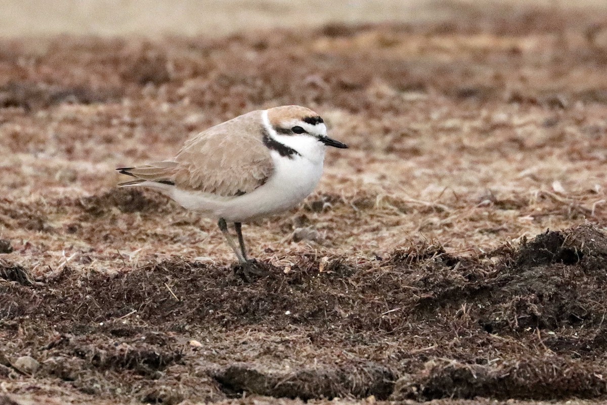 Snowy Plover - ML616445060