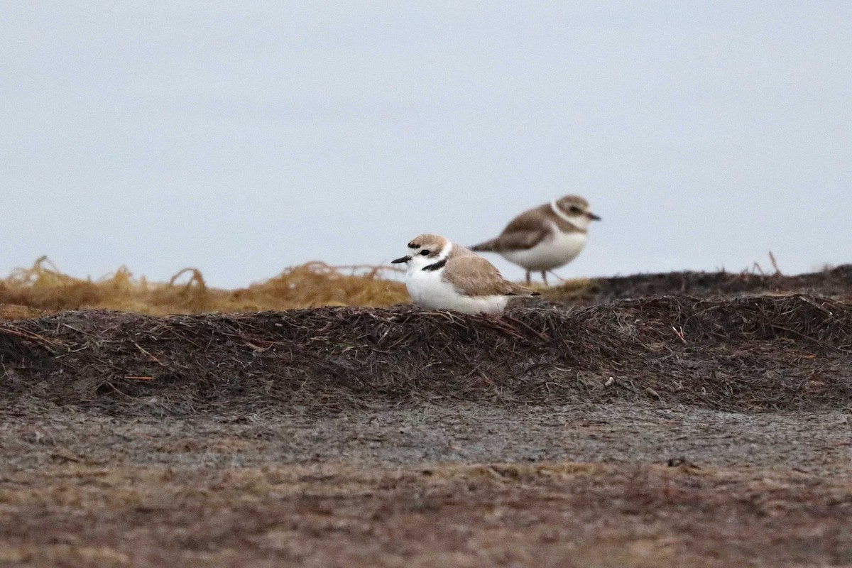 Snowy Plover - ML616445061