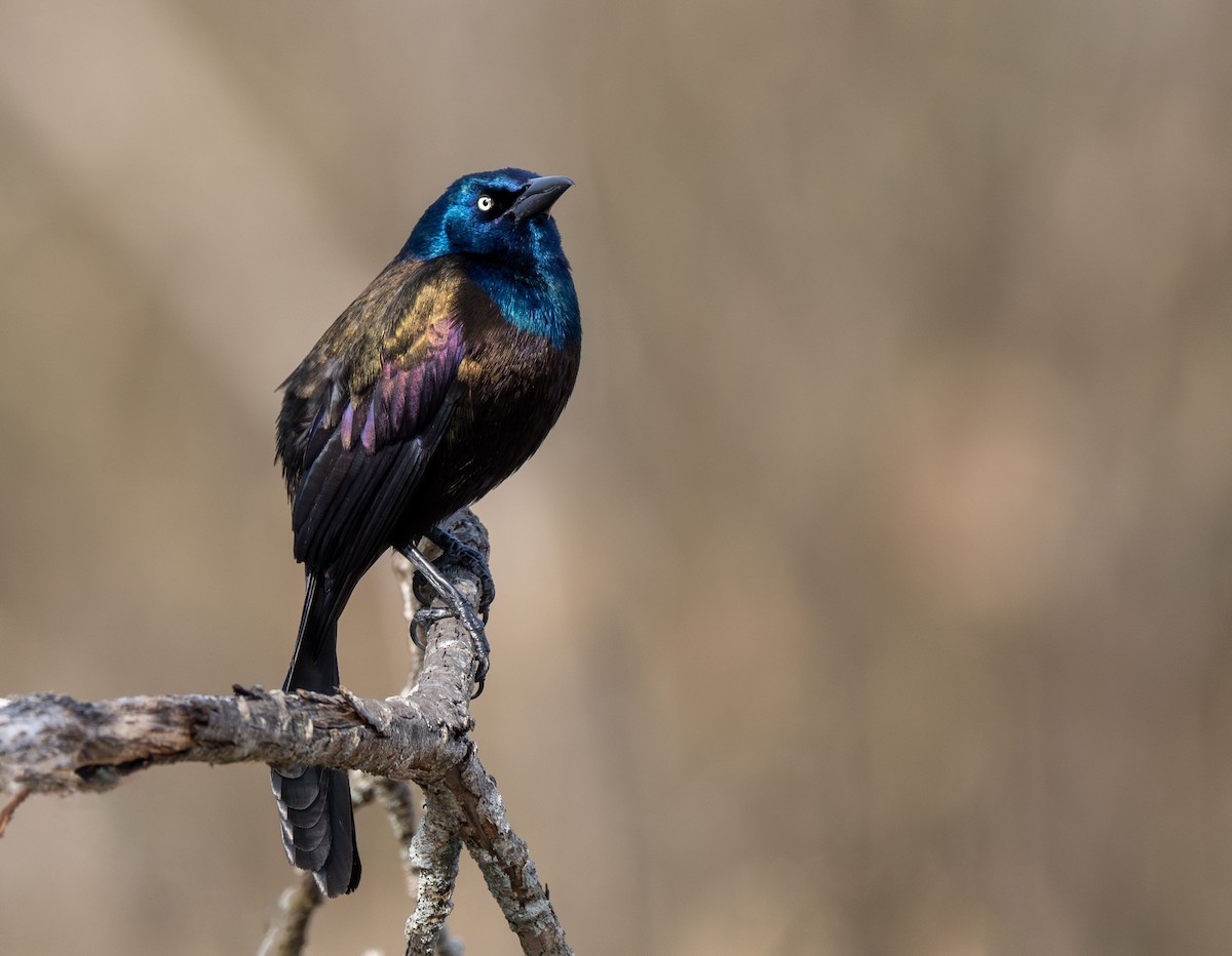 Common Grackle - ML616445071