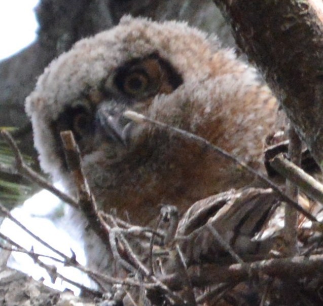 Great Horned Owl - ML616445106
