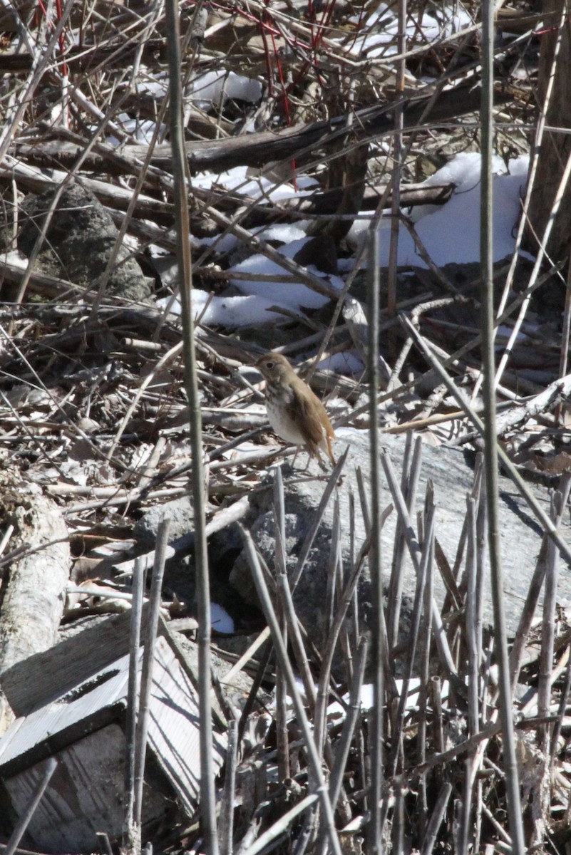 Hermit Thrush - ML616445191