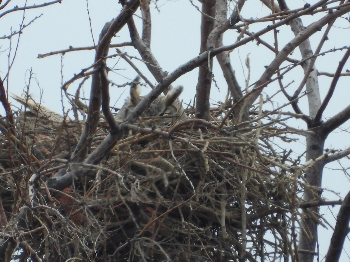 Great Horned Owl - ML616445204