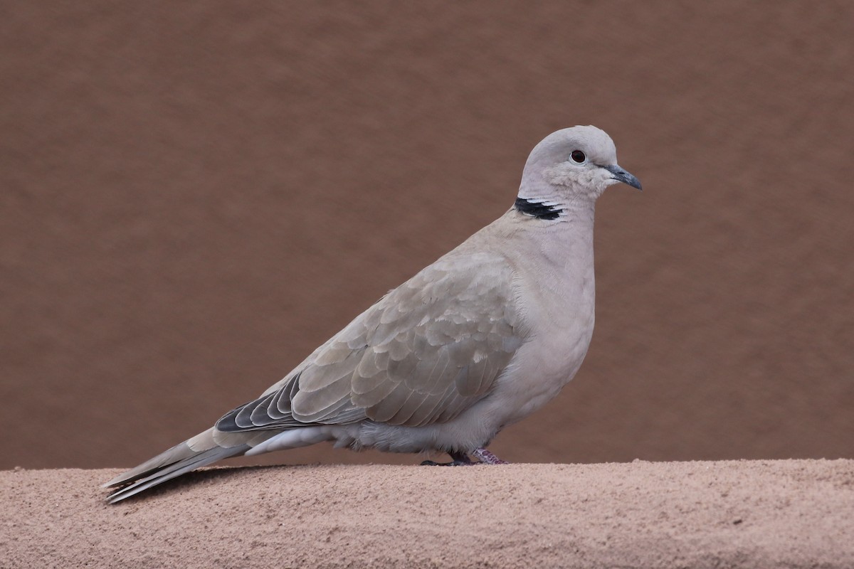 Eurasian Collared-Dove - Laurens Halsey