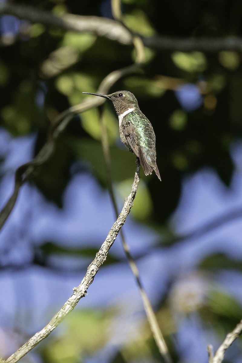 Ruby-throated Hummingbird - Luis Guillermo