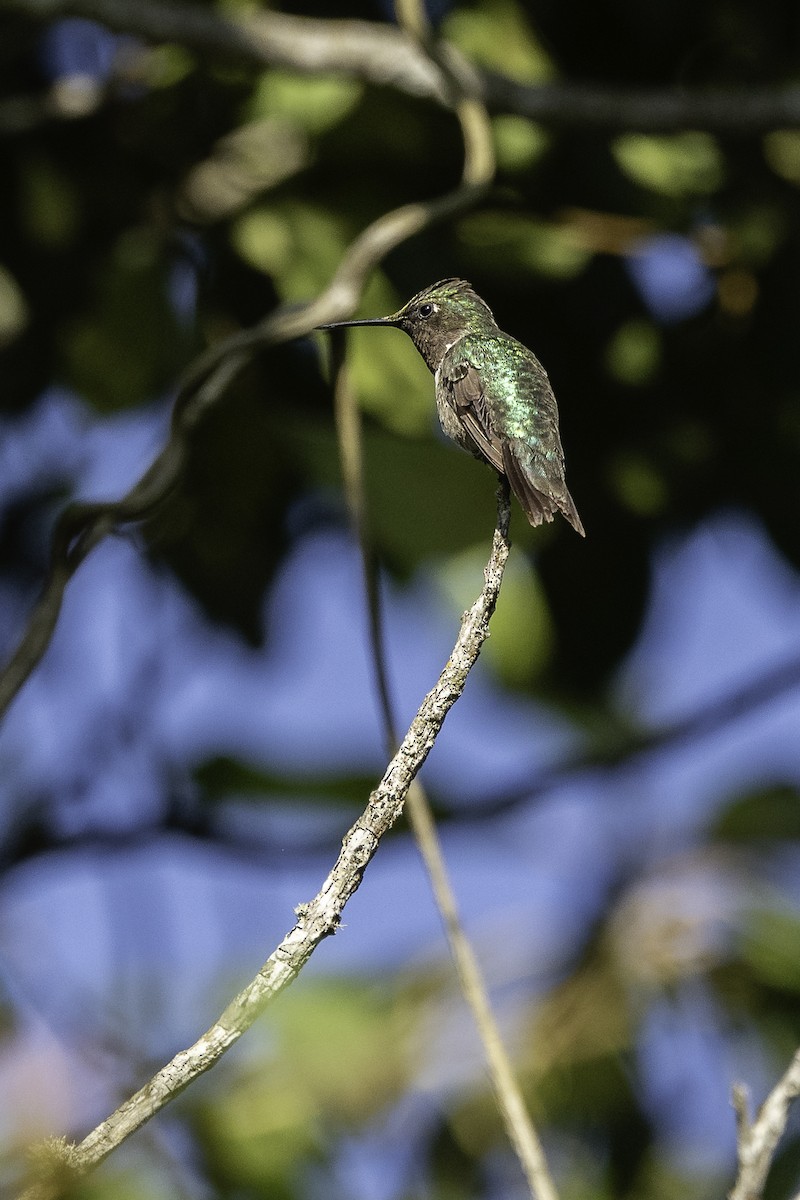 Colibri à gorge rubis - ML616445271