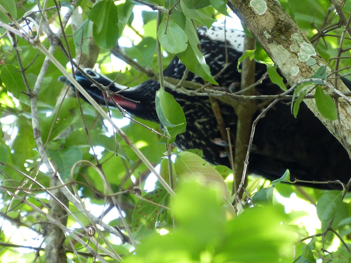 Black-fronted Piping-Guan - ML616445278