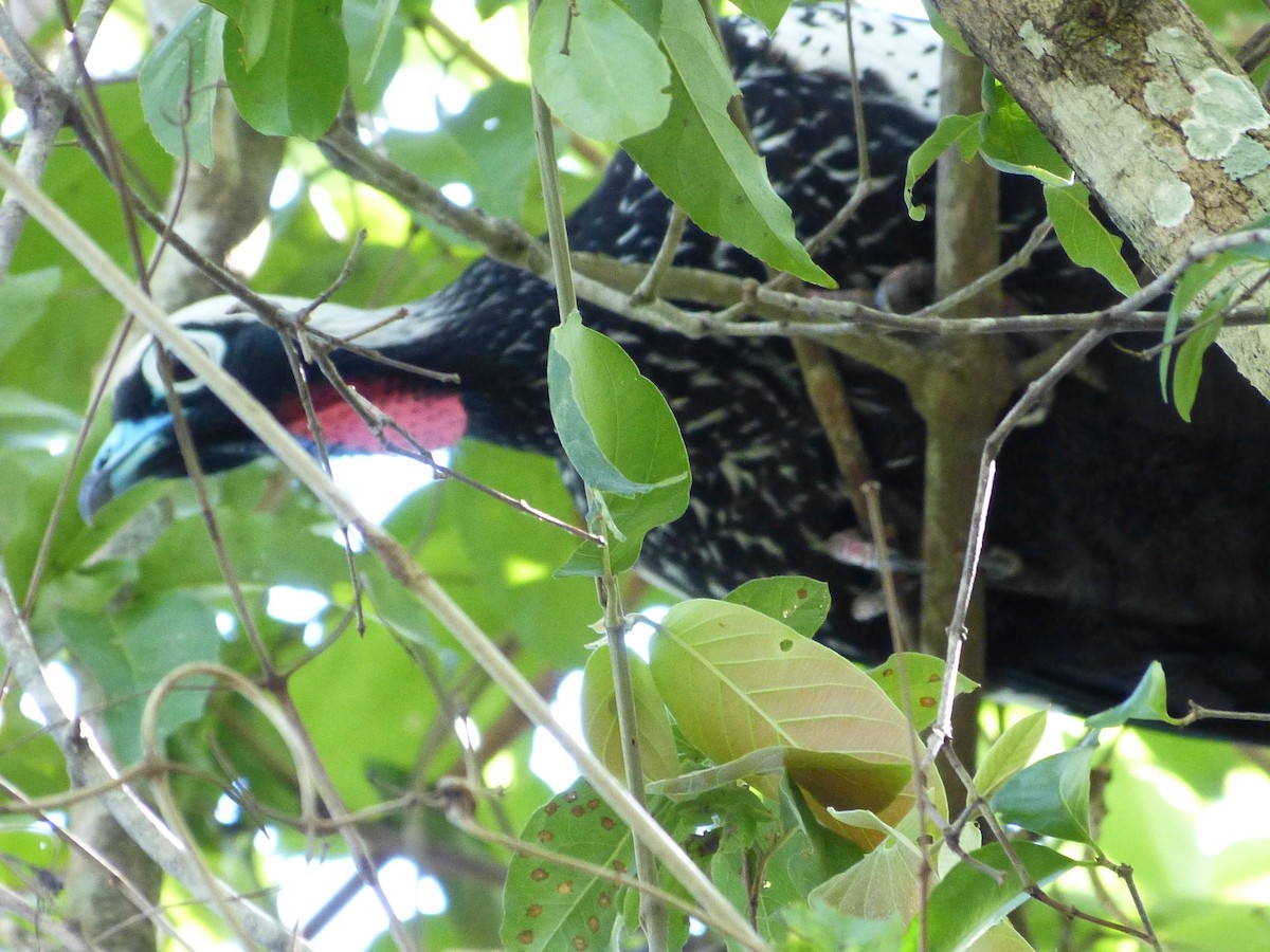 Black-fronted Piping-Guan - ML616445279