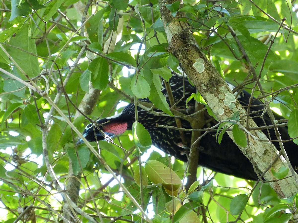Black-fronted Piping-Guan - ML616445280