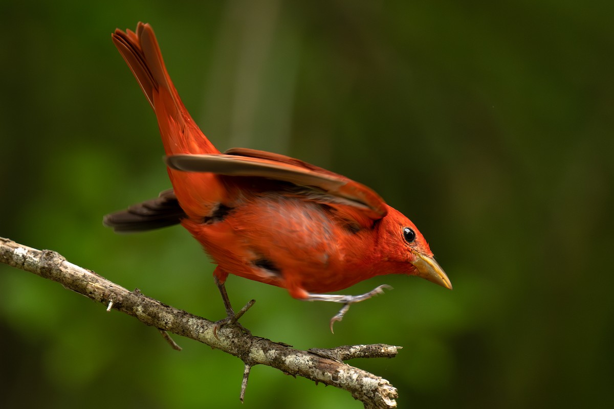 Summer Tanager - Ryan Broussard