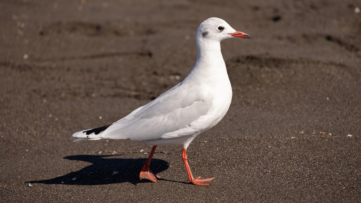 Brown-hooded Gull - ML616445318